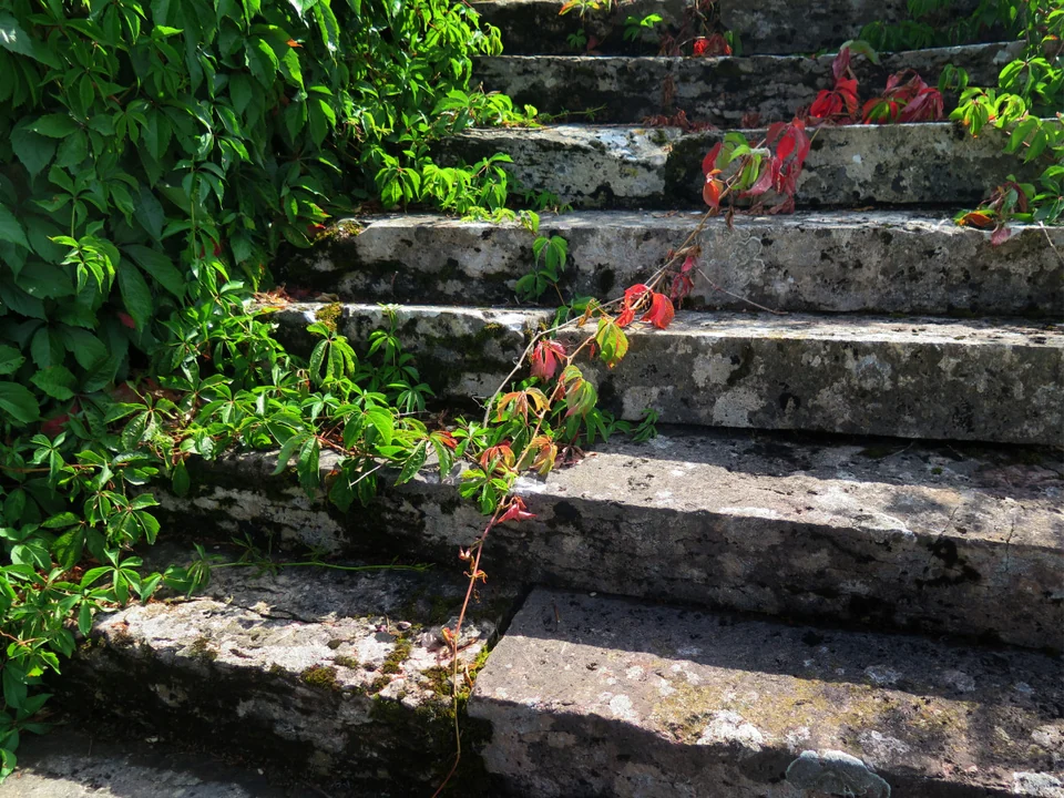 Steintreppe zwischen grünen Gartenpflanzen