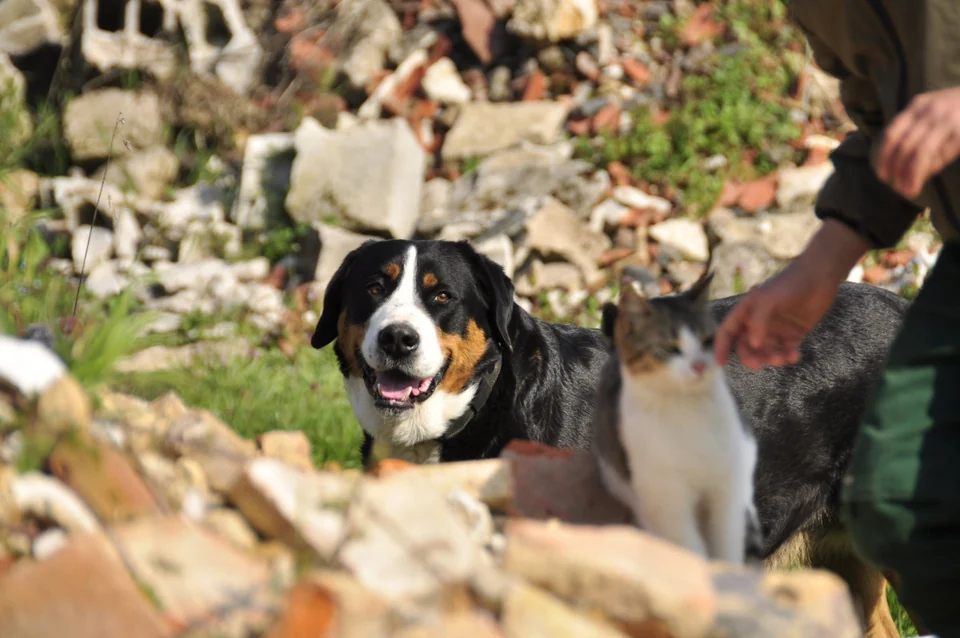 Hund und Katze auf dem Landgut