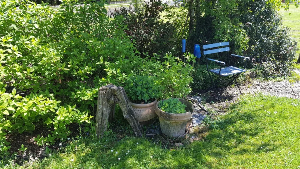 Gartenbank im Grünen