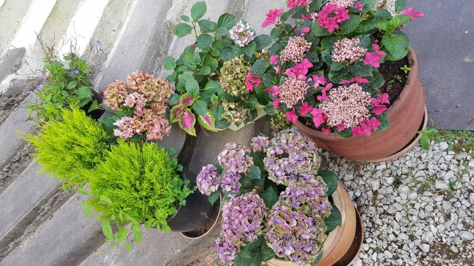 Blumentöpfe mit rosa Blüten vor dem Haus