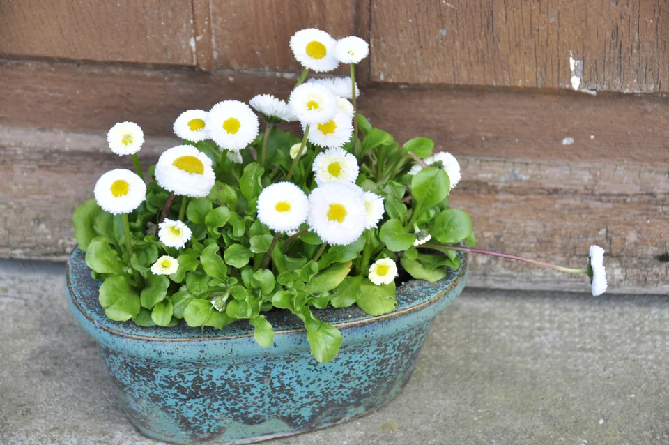 Blumentopf mit weissen Blüten vor einer Holzwand