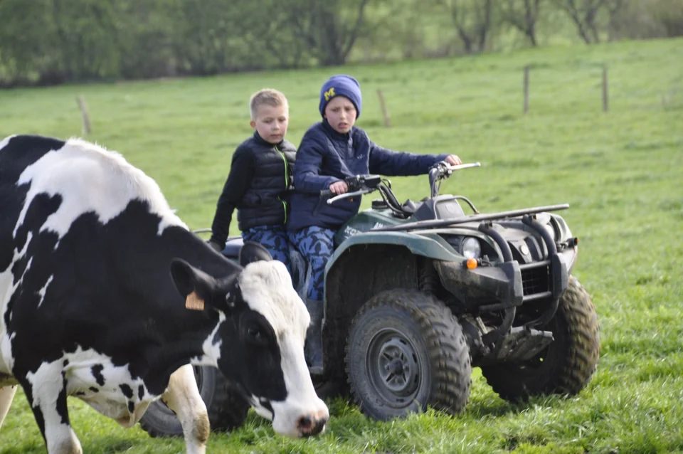 Kinder auf einem Quad neben Kühen auf der Wiese