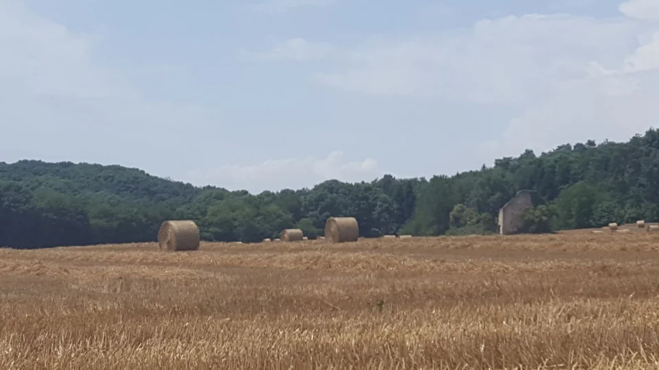 Feld mit Strohballen und Wald am Horizont